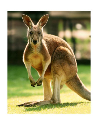 541447~Australian-Kangaroo-Posters