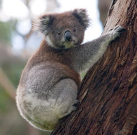fauna-australie-6
