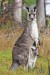 400px-Kangaroo_and_joey05