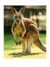 541447~Australian-Kangaroo-Posters